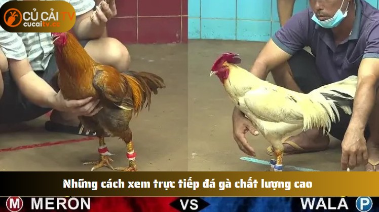 Những cách xem trực tiếp đá gà chất lượng cao