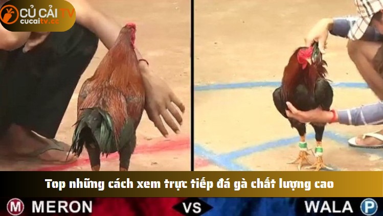 Top những cách xem trực tiếp đá gà chất lượng cao