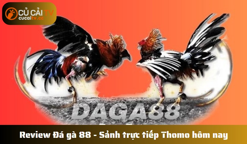 Review Đá gà 88 - Sảnh trực tiếp Thomo hôm nay